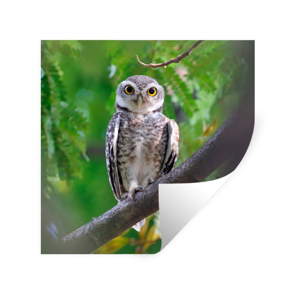 MuchoWow Wandtattoo Wandsticker Wandaufkleber Eule auf Ast sitzend 50x50 cm Selbstklebend und Repositionierbar - Selbstklebend - Fototapeten