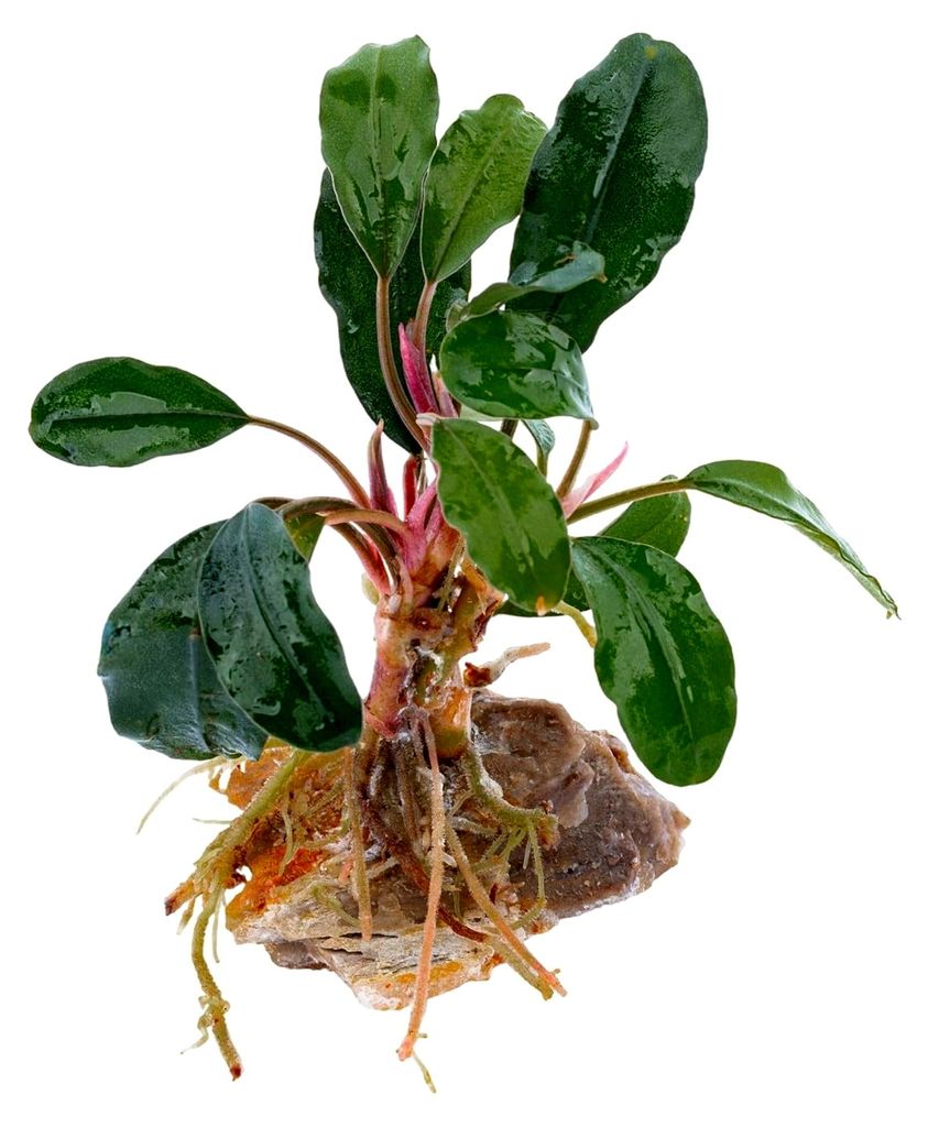 Bucephalandra Tricolor - Dreifarbige Aquarienpflanze - Pflegeleichte Aufsitzerpflanze - Aquarium Dekoration