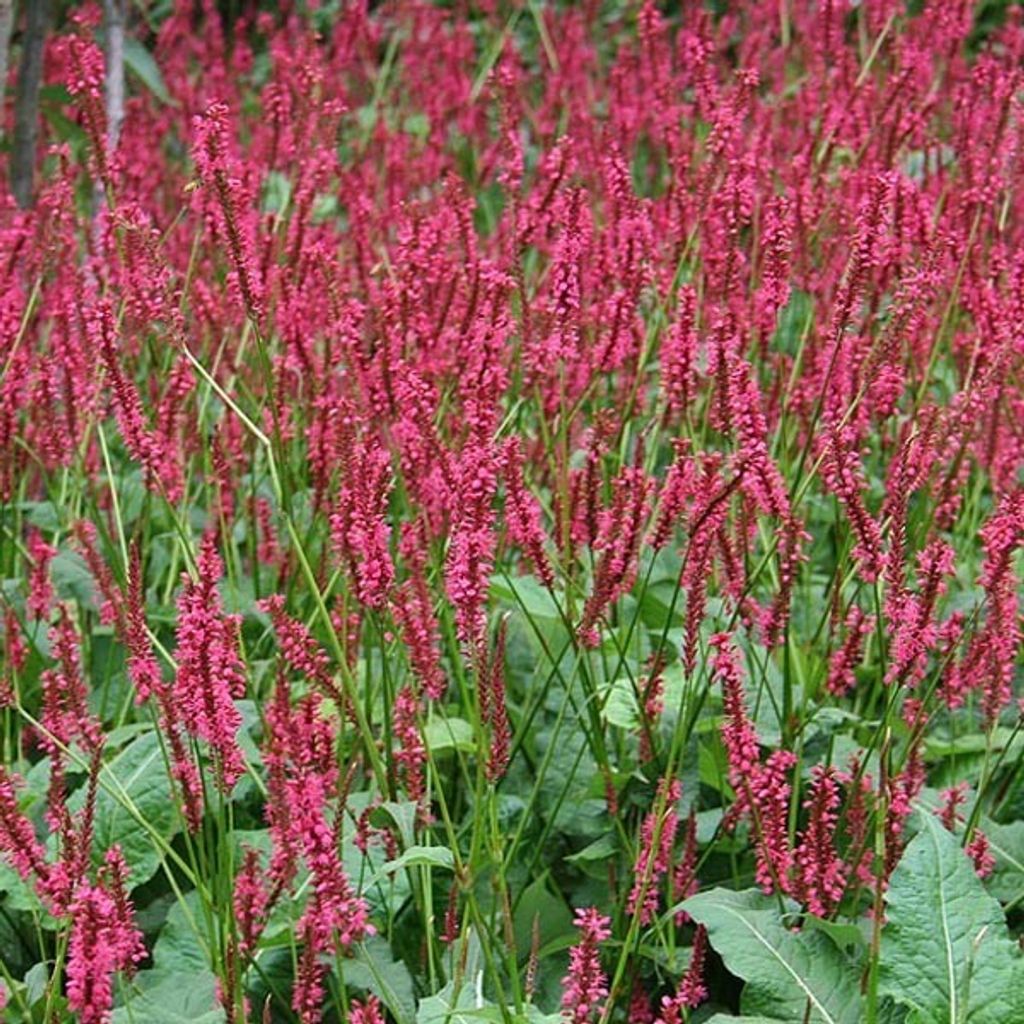 6 x Kerzenknöterich - Persicaria amplexicaulis 'Red Baron' | Topf 9cm x 9cm