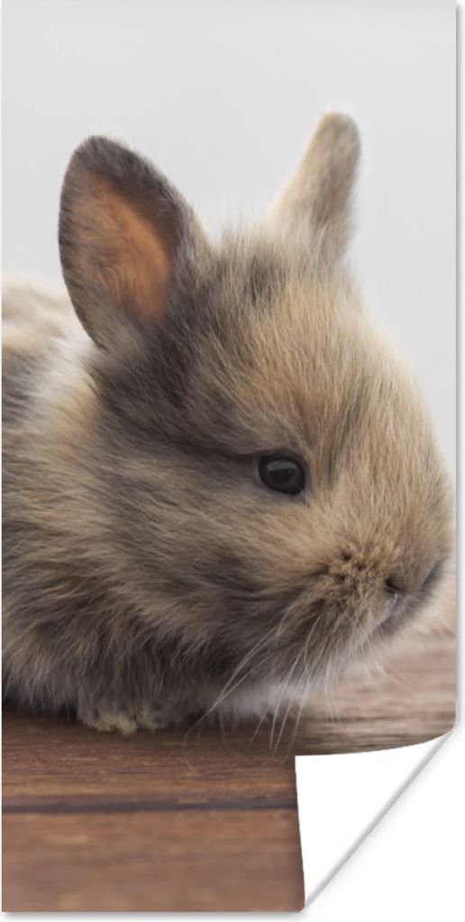 MuchoWow Poster Baby - Kaninchen - Holz 20x40 cm - Plakat - Foto