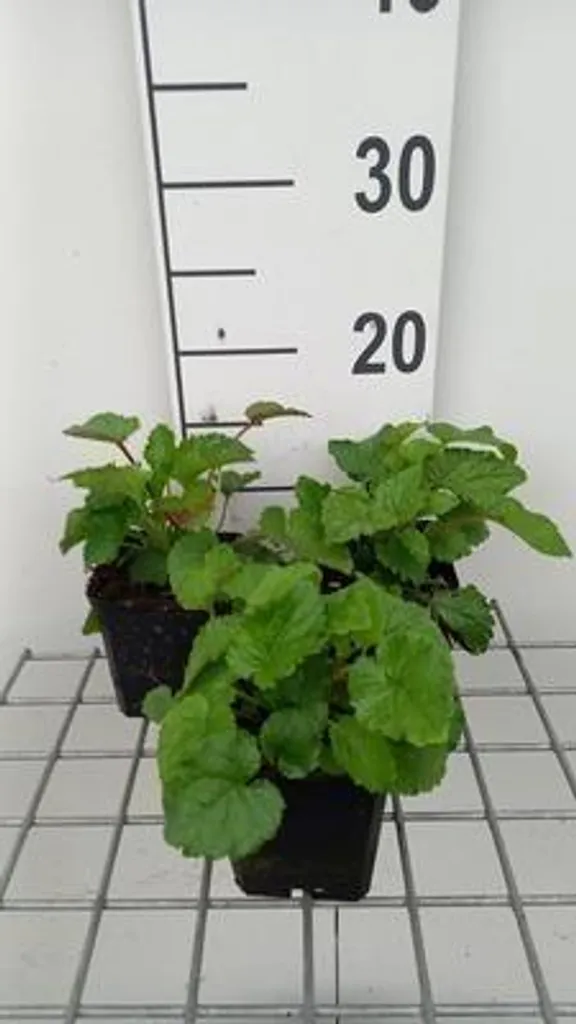 Plante vivace Campanula takesimana Menthe de montagne pour massif