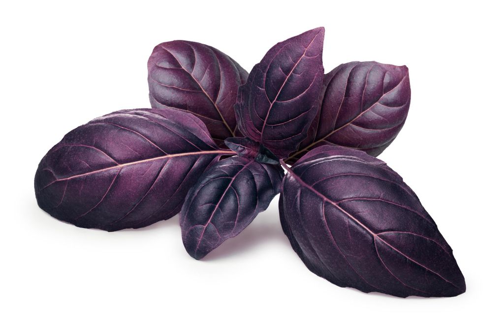 500 semi Basilico rosso (Ocimum basilicum) - Erba aromatica Immagine del prodotto 