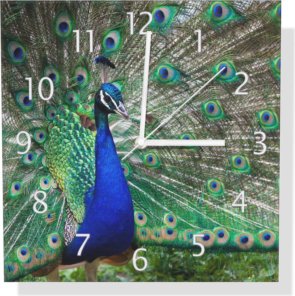 Wallario Design Wanduhr Farbenprächtiger Pfau aus Aluverbund, Größe 30 x 30 cm