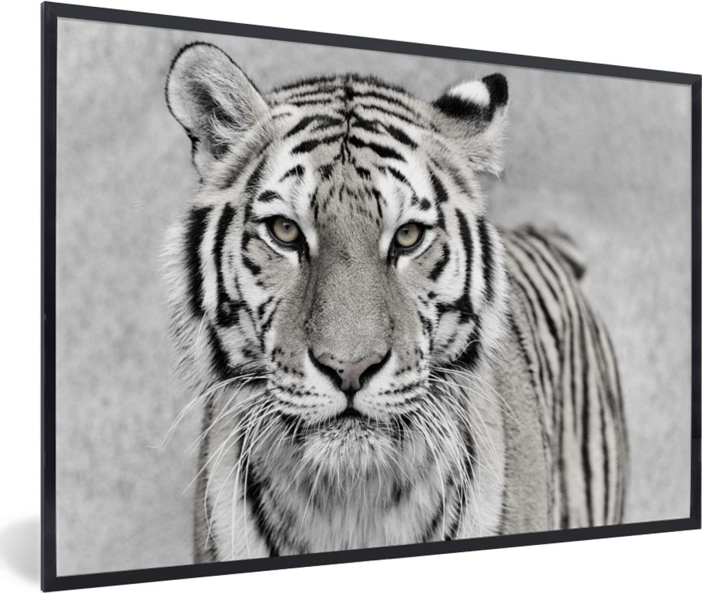 MuchoWow Gerahmtes Poster Tiger - Natur - Schwarz - Weiß 60x40 cm - Poster mit Schwarzem Bilderrahmen Wandposter Rahmen Foto Bilder - Printing -...