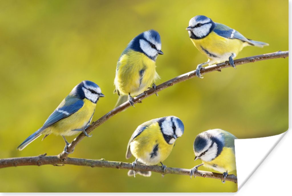 MuchoWow Poster Vogel - Blaumeise - Äste - Sonne 120x80 cm - Bilder