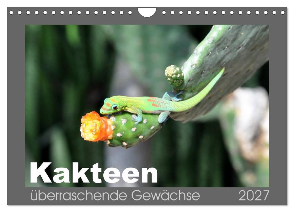 Kakteen - überraschende Gewächse (Wandkalender 2027 DIN A4 quer), CALVENDO Monatskalender