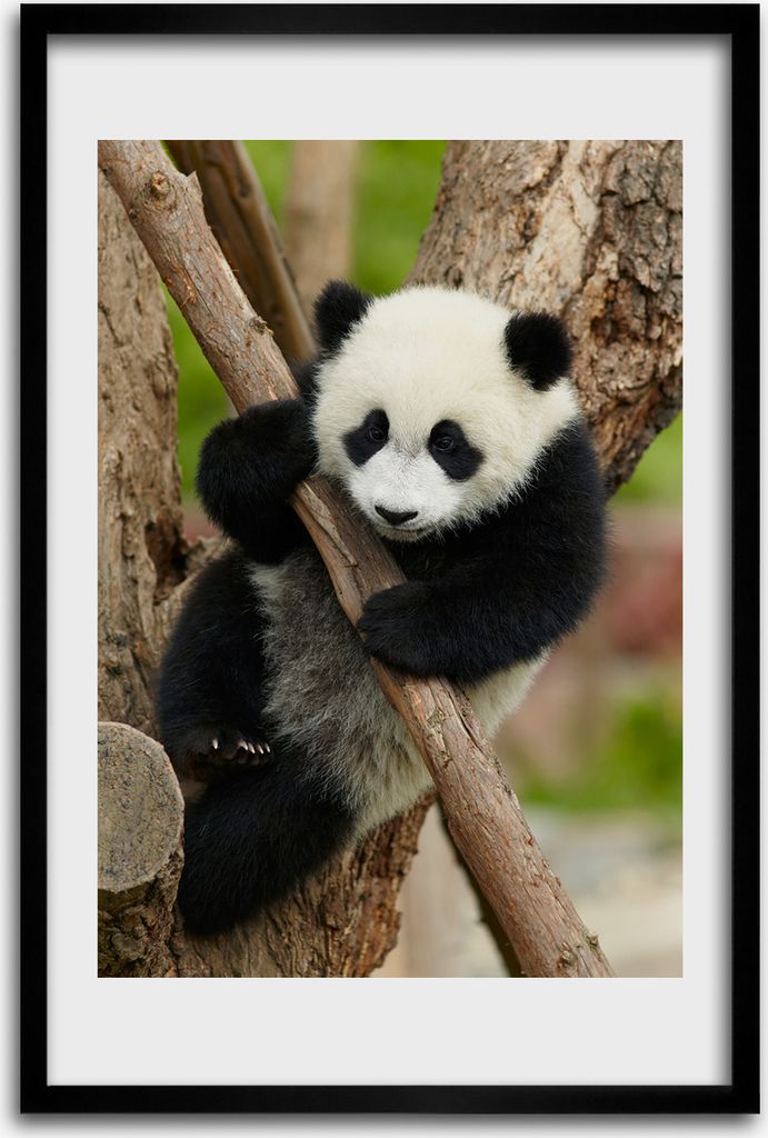 Bild - Bilderrahmen - 40 cm x 60 cm - MDF - Rahmen - Wandkunst - Panda auf dem Baum
