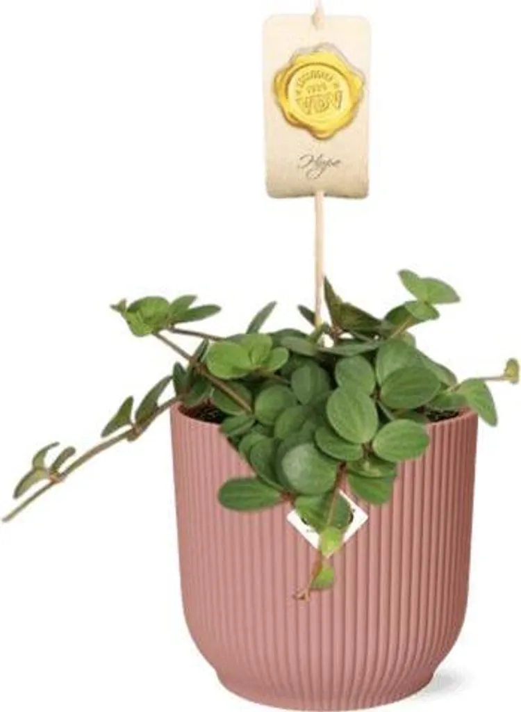 Plante d'intérieur Peperomia Hope avec pot 14cm décoratif rose tendre