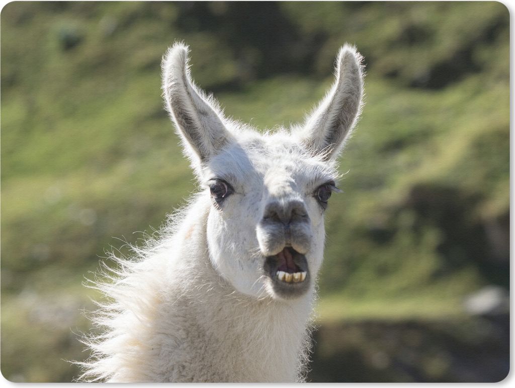 MuchoWow Mauspad Mousepad Lama - Lustig - Kinder - Jungen - Mädchen - Kinder 23x19 cm - Mousepads - Maus Mat - Pad - Mausunterlage - Schreibtisc...