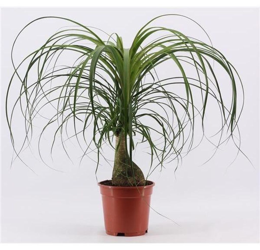 Elefantenfuß 50-70 cm Beaucarnea recurvata Flaschenbaum Wasserpalme