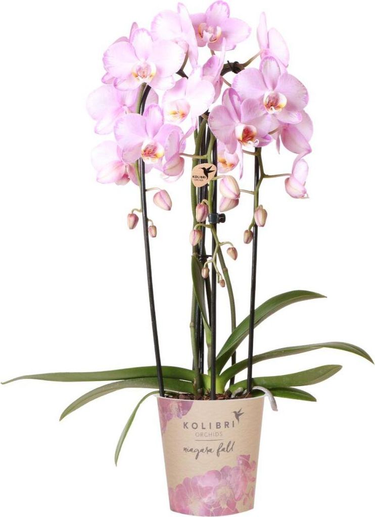 Kolibri Orchids | rosa Phalaenopsis Orchidee - Niagara Fall Produktbild 