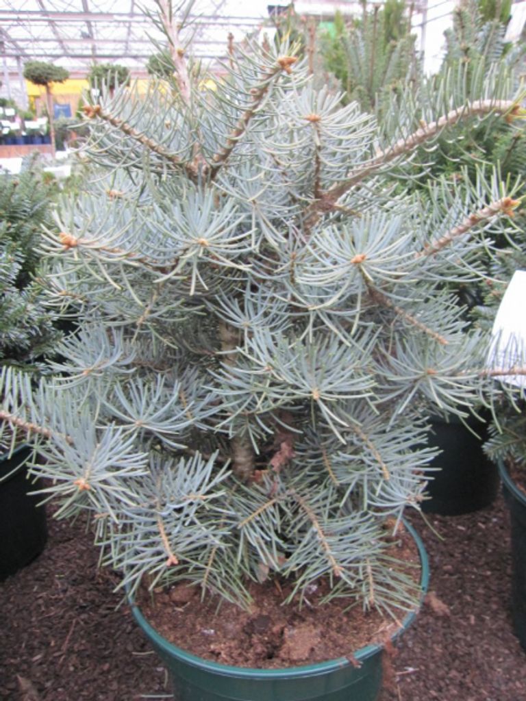 Abies concolor Compacta - Zwerg-Grautanne - Coloradotanne 40-50
