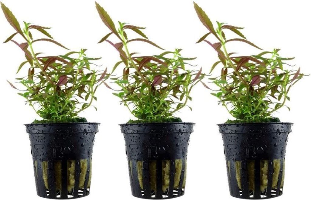 Aquarium Pflanze 3 Stück Limnophila Wasserpflanze AquaOne Nr.047C Set Dekoration