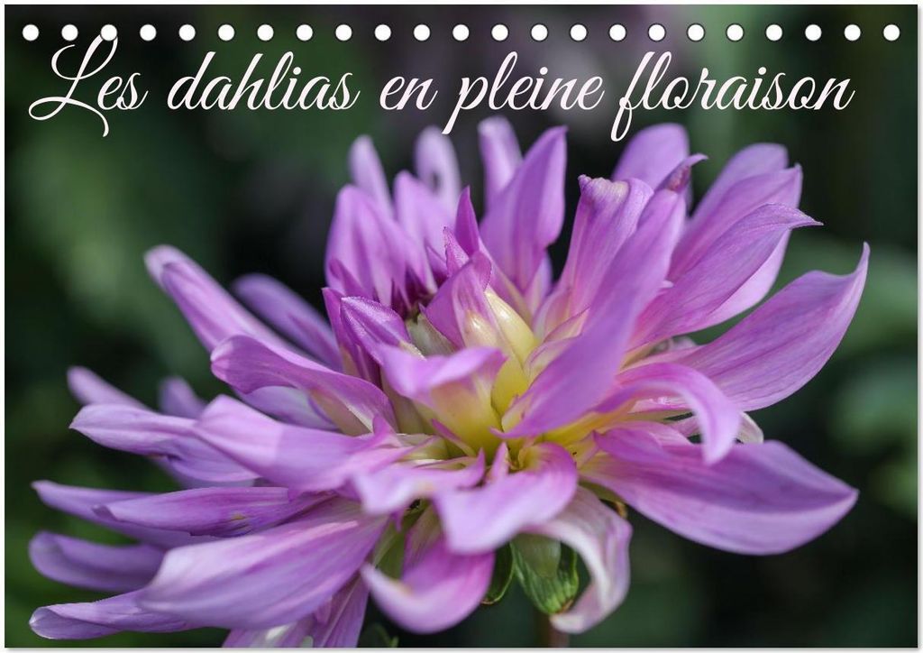 Les Dahlias en pleine floraison (Calendrier de bureau 2026 DIN A5 vertical), CALVENDO calendrier mensuel