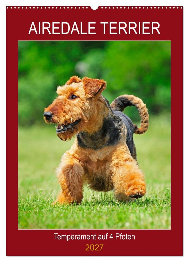 Airedale Terrier - Temperament auf 4 Pfoten (Wandkalender 2027 DIN A2 hoch), CALVENDO Monatskalender