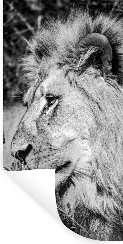 MuchoWow Wandtattoo Wandsticker Wandaufkleber Löwe - Tiere - Wild 60x120 cm Selbstklebend und Repositionierbar - Selbstklebend - Fototapeten