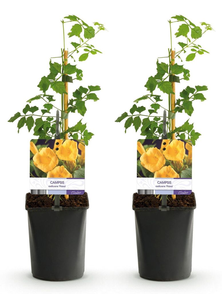 Green boutiQ - Trompetblume - Campsis radicans Flava - Produktbild 