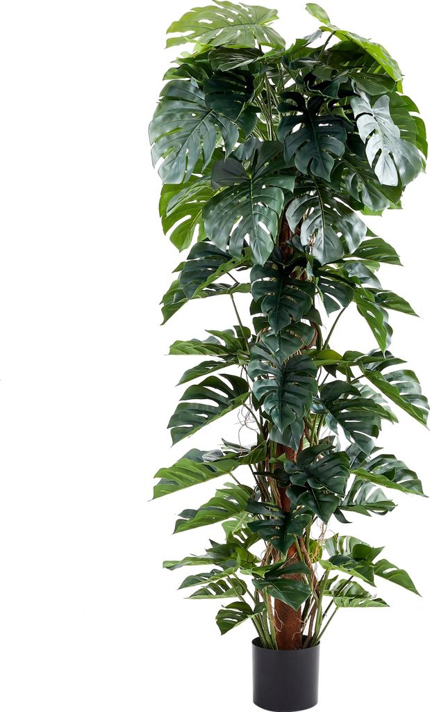 aplanta Künstlicher Split-Philodendron – Zephira | 210 cm, für drinnen, Kunstpflanze, wie echt, Allergiker geeignet, pflanzliche Dekoration Pra...
