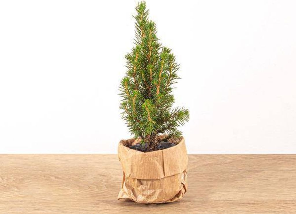 Zuckerhutfichte Picea Glauca Perfecta Weihnachtsbaum 15cm Ø6cm Christbaum