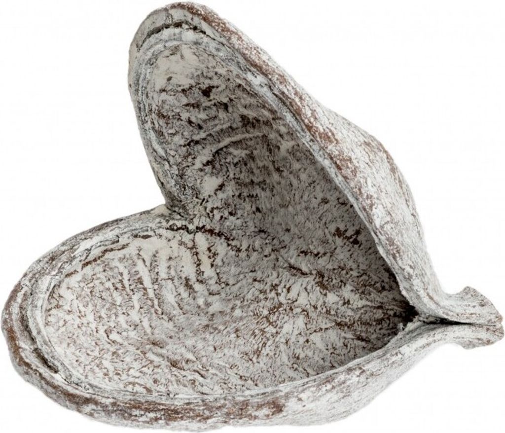 Badam weiß ca. 8-12cm | Sterculia foetida Produktbild 