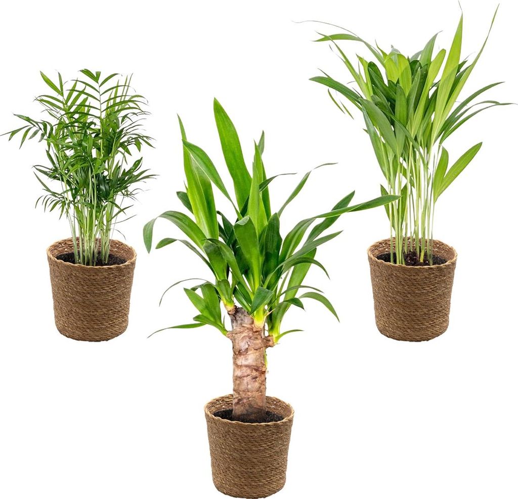 3x Tropische Palmen Mischung inkl. Korb aus Seegras - Produktbild 