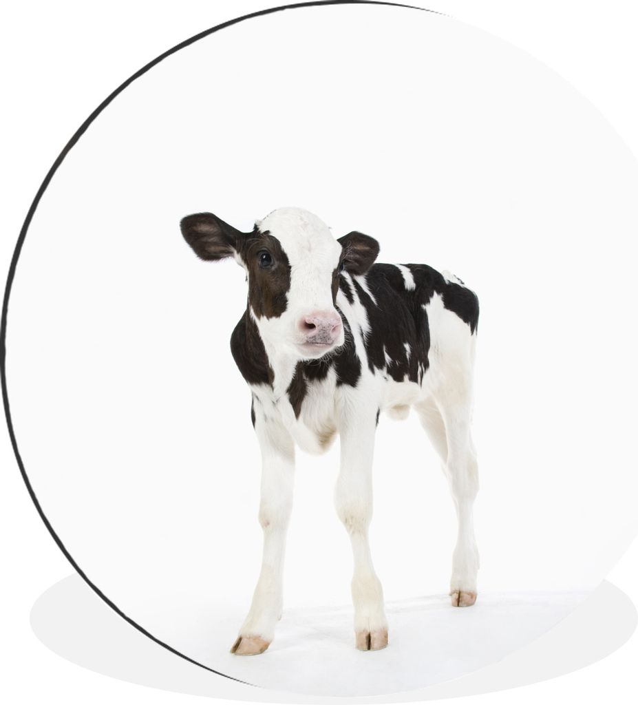 MuchoWow Aluminium Wandkreis Kuh - Kalb - Weiß - Tiere Ø 90 cm Wanddeko Modern Wohnzimmer - Mauerkreis - Wandbilder - Runde Bild - Bild aus Alu...