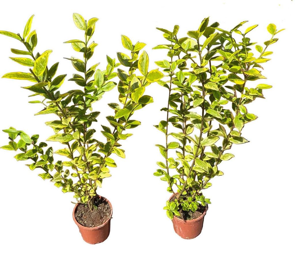20x Ligustrum ovalifolium Aureum - Goldliguster Produktbild 