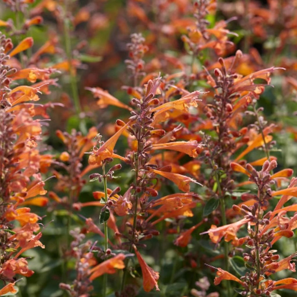 6 x Agastache hybr. - Agastache hybrida 'Tangerine Dream' | Topf 9cm x 9cm
