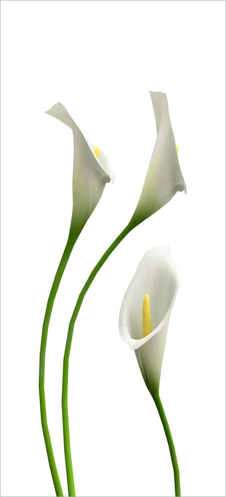 Türtapete Türposter Callas weiß gelb - Größe: 93 x 205 cm