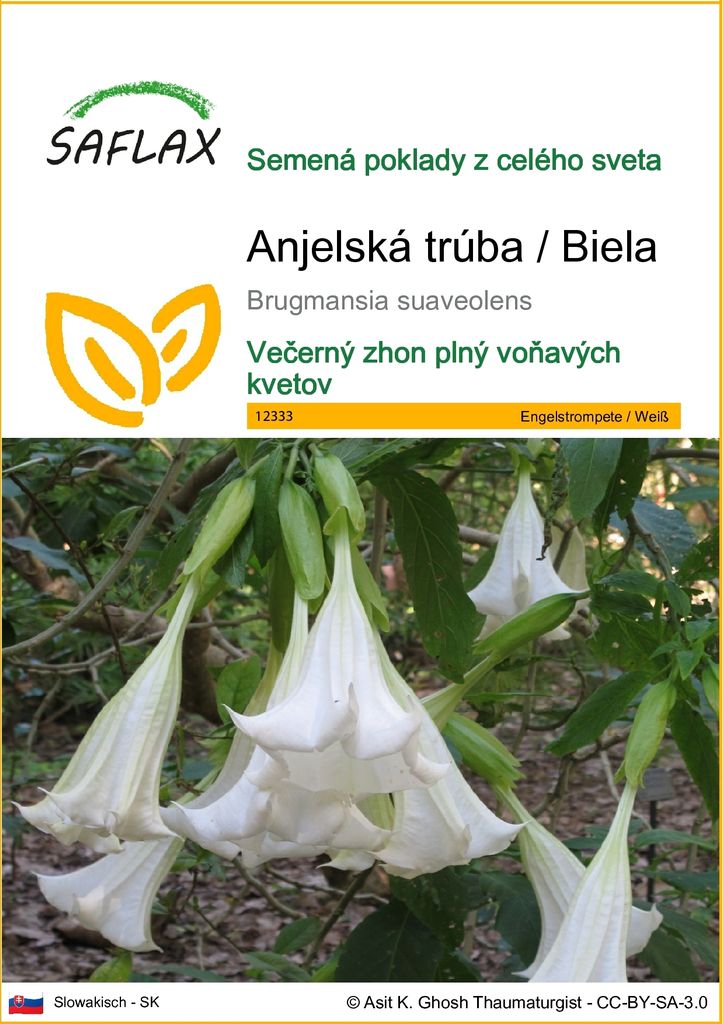 SAFLAX - Anjelská trúba / Biela - Brugmansia suaveolens - Obrázok produktu 