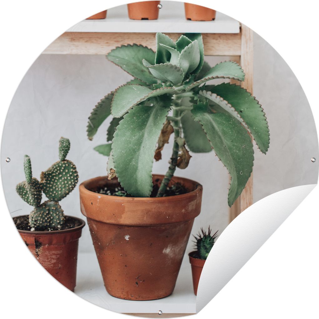 MuchoWow Gartenposter Outdoor-Poster Rund Kakteen auf einem Regal Ø 120 cm Gartendeko Rundes Poster draußen