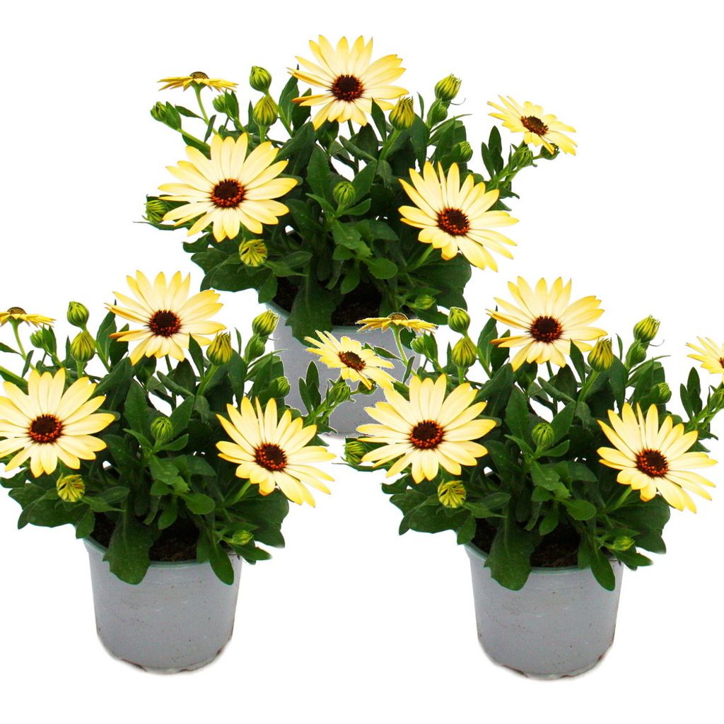 Kapkörbchen - Osteospermum ecklonis - 11cm Topf - Set mit 3 Produktbild 