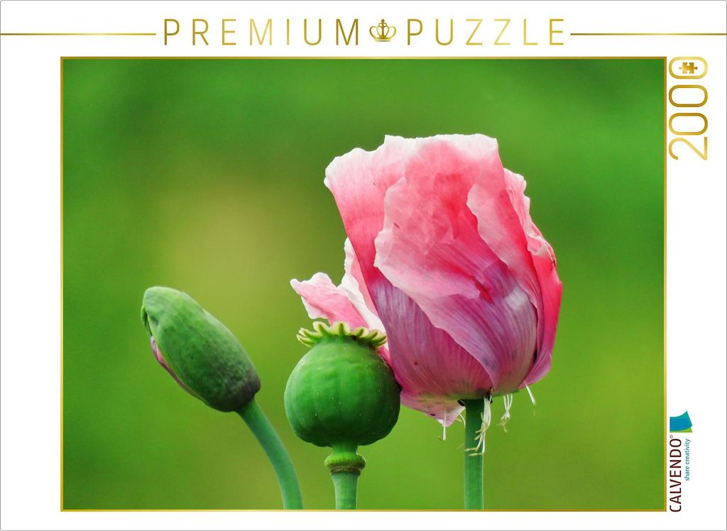 CALVENDO Puzzle Rosa Schlafmohn 2000 Teile Puzzle quer | 2000 Teile Lege-Größe 90x67cm Foto-Puzzle für glückliche Stunden