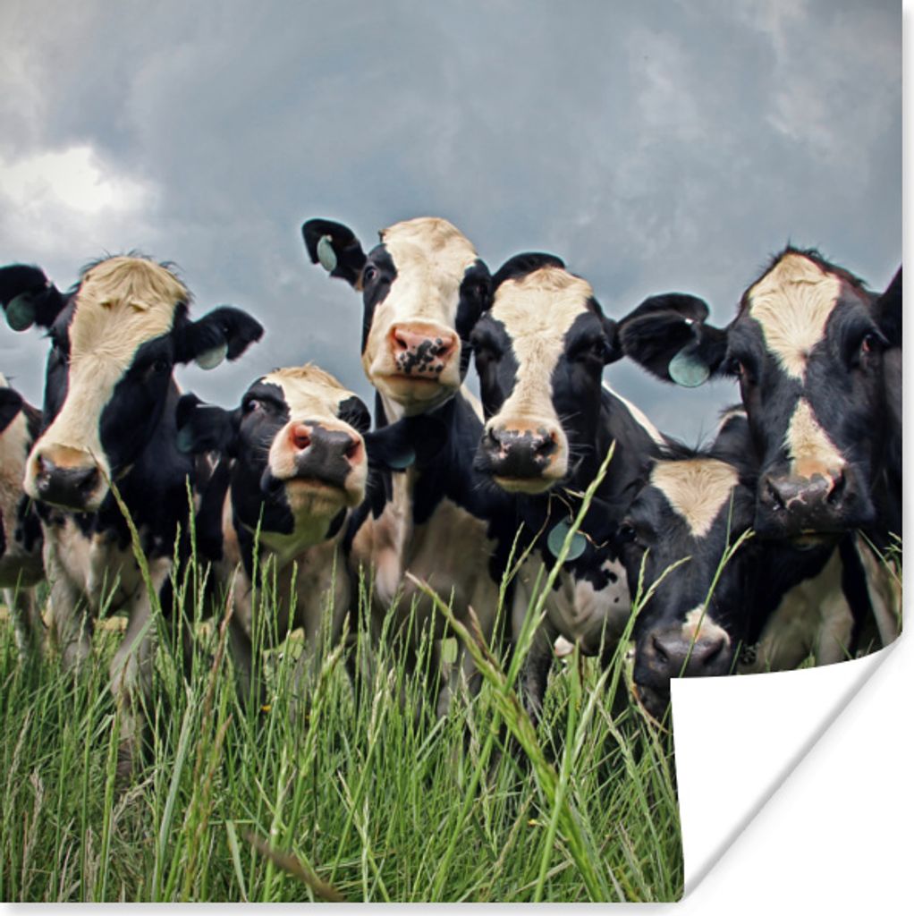 MuchoWow Poster Kuh - Wolken - Gras - Tiere 30x30 cm - Wandposter - Printing
