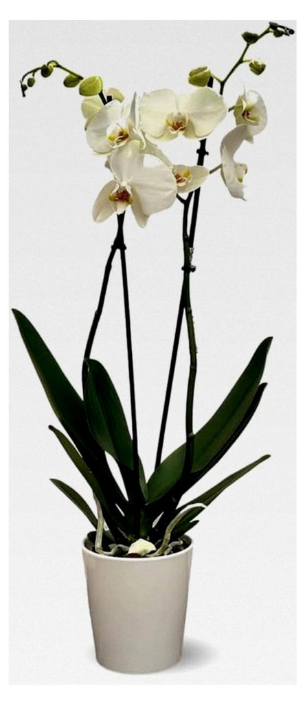 Weiße Orchidee – Doppelzweig – Phalaenopsis – Orchidaceae – 60-70 cm – 12 cm – mit weißer Keramikabdeckung