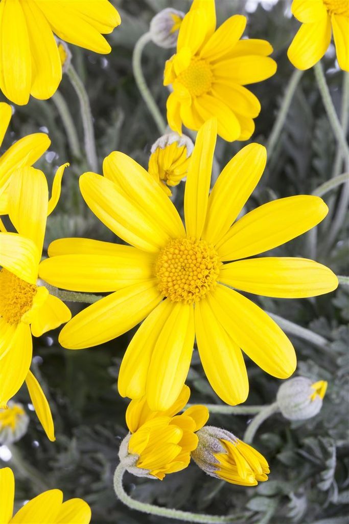 Euryops chrysanthemoides, Strauchmargerite, gelb, P 1