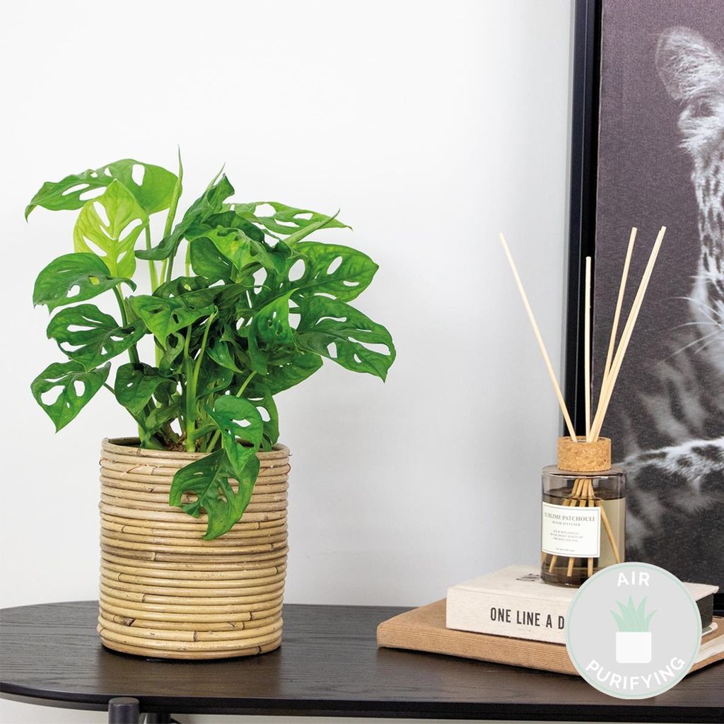 monstera deliciosa hydroculture Monstera Deliciosa 'Swiss Cheese Plant' Houseplant 17cm Pot