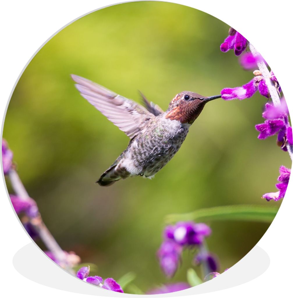 MuchoWow Rundes Wandbild - Runde Bilder Kolibri - Vogel - Natur Ø 90 cm Kreis Wanddekoration Kunststoff - Wandkreis - Wandschmuck - Wand-Kreis -...
