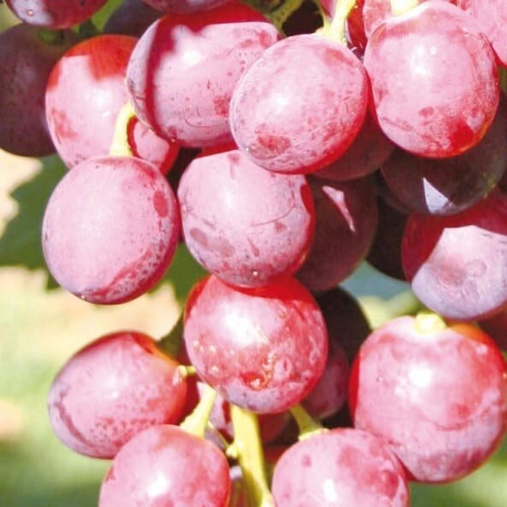 Weinrebe Swenson Red, rosa, 2L Topf, frost- & Produktbild 