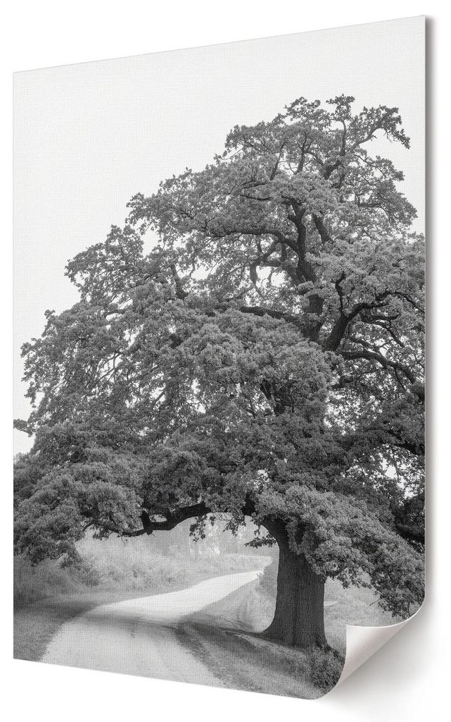 Monumentaler Baum- Kunstdruck A1 (59x84 cm) - Klassisch, rustikal- Wandbild für Wohnzimmer Schlafzimmer & Flur, Modernes Poster Wanddeko, Ungerahmt