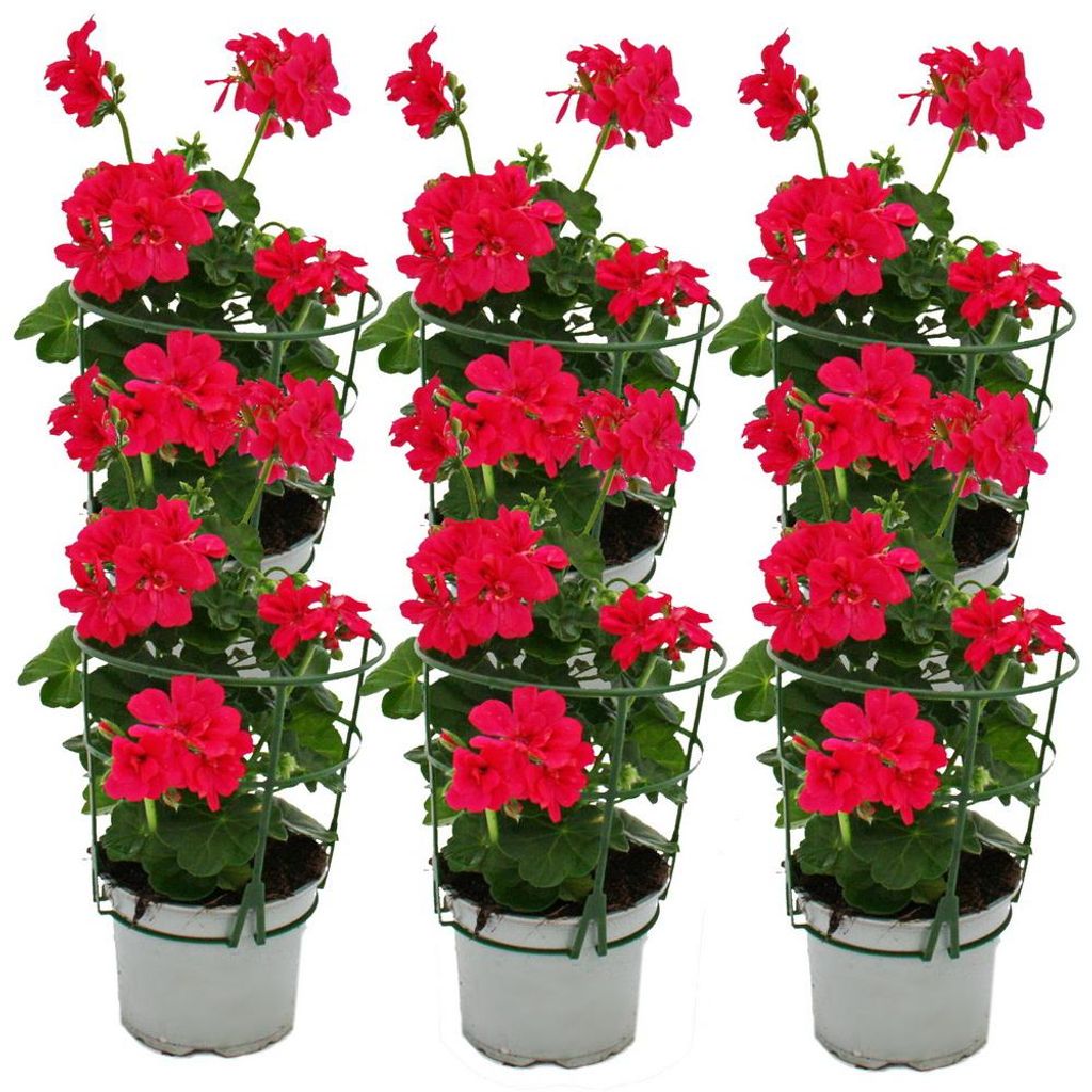 Geranien hängend - Pelargonium peltatum - 12cm Topf - Set Produktbild 