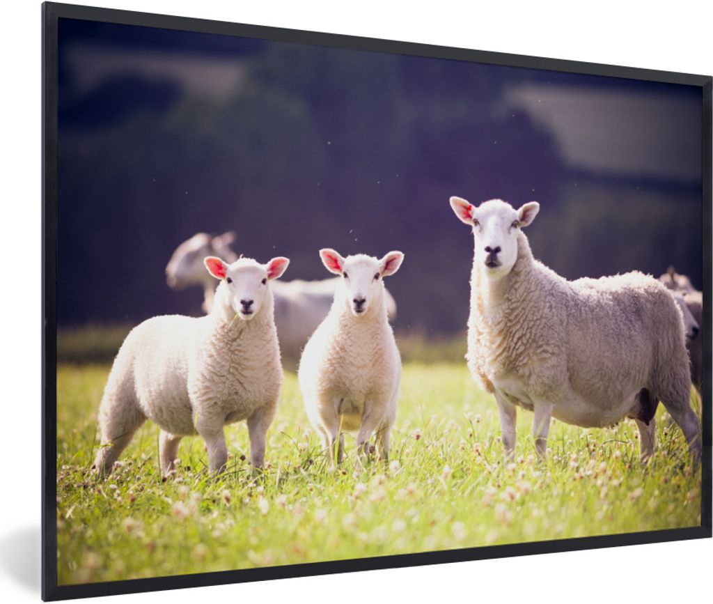 MuchoWow Gerahmtes Poster Schaf - Lamm - Blumen 30x20 cm - Poster mit Schwarzem Bilderrahmen Wandposter Rahmen Foto Bilder - Kunstdruck - Bild-Po...