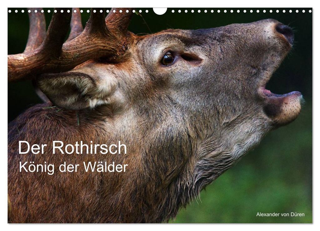Der Rothirsch, König der Wälder (Wandkalender 2027 DIN A3 quer), CALVENDO Monatskalender