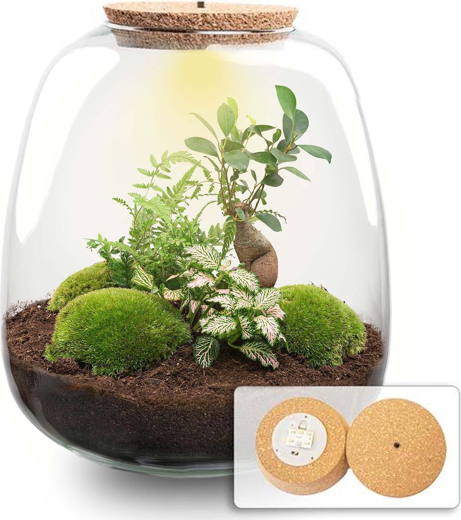 Flaschengarten - Emma Bonsai - DIY kit - ↑ 25 cm