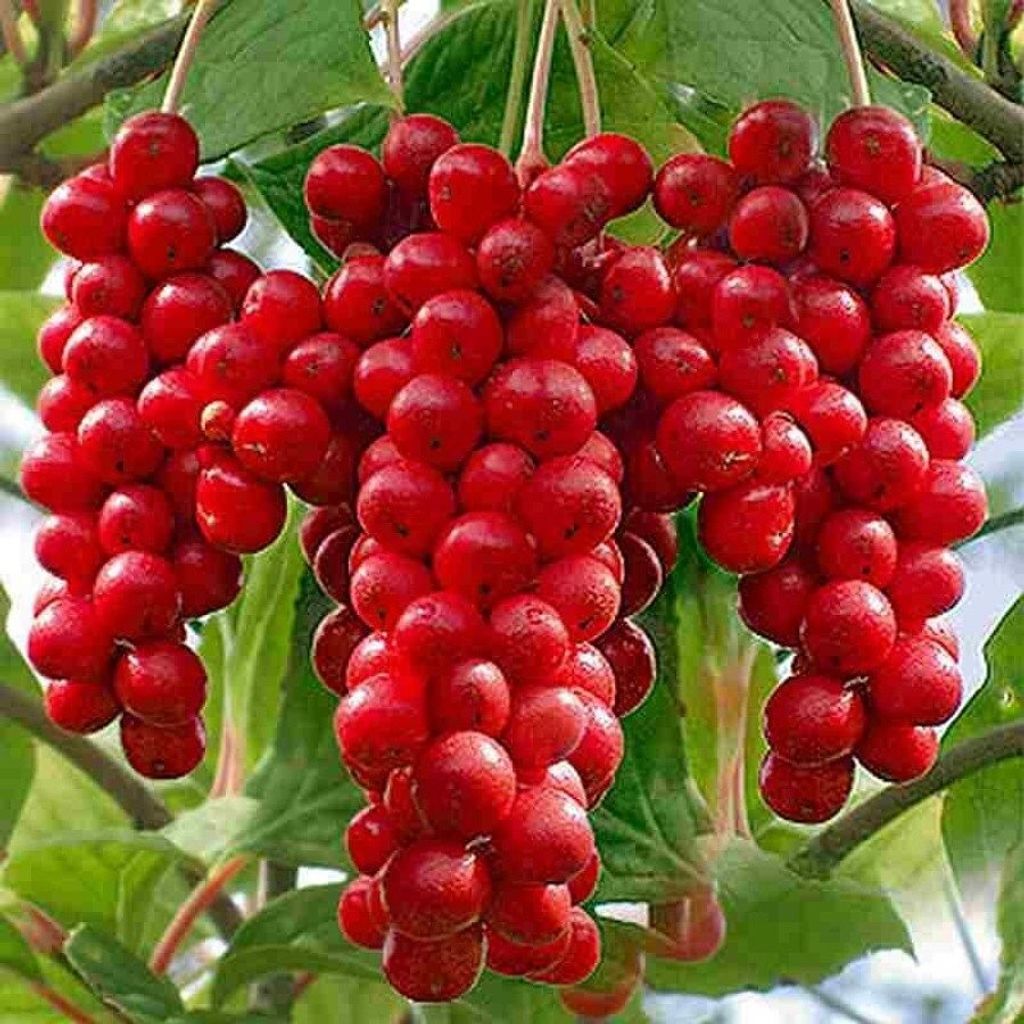 Close-up of red berries on a vine.