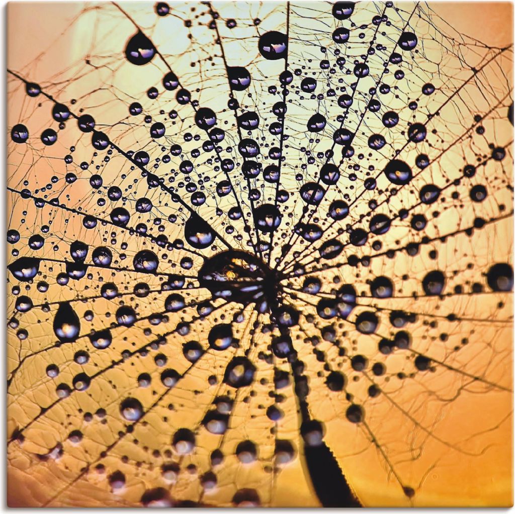 ARTland Leinwandbild Pusteblume Tröpfchenfang Größe: 30x30 cm