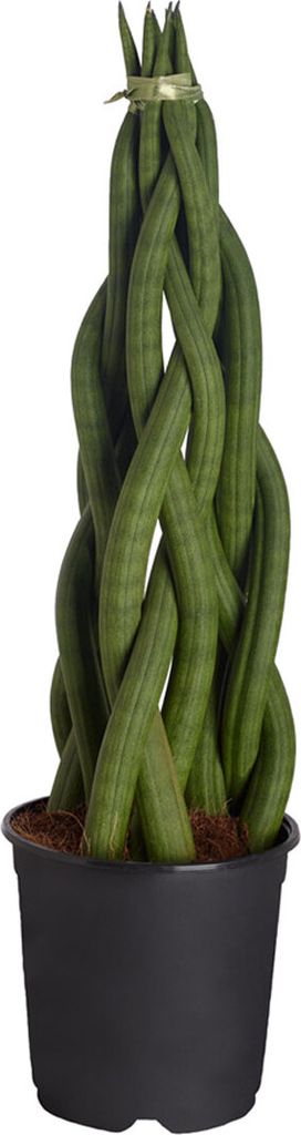 Dehner Bogenhanf, sortierte Ausführung, ca. 30-40 cm, Ø