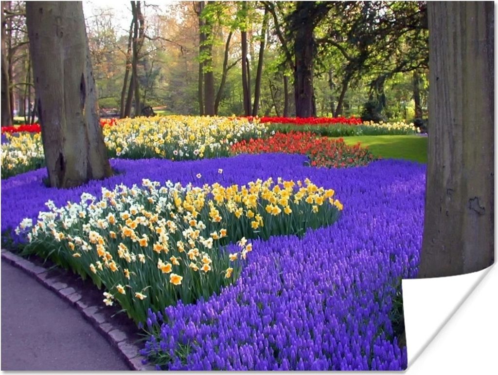 MuchoWow Poster Blumen auf dem Keukenhof in Südholland 40x30 cm - Plakate für die Wände - Poster Wohnzimmer