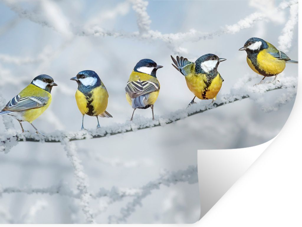 MuchoWow Wandtattoo Wandsticker Wandaufkleber Vogel - Kohlmeise - Winter - Schnee - Zweige 160x120 cm Selbstklebend und Repositionierbar - Selbst...