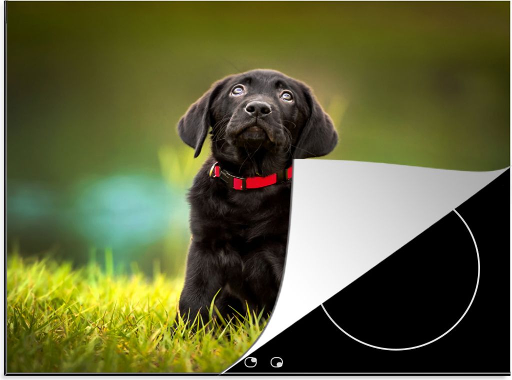 KitchenYeah Herdabdeckplatte Ein schwarzer Labrador Retriever schaut auf , 57x51cm, Küche Deko, Glaskeramikfeld Herdabdeckung, Abdeckplatte fùr...